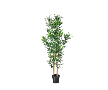 Bamboeplant (1).png