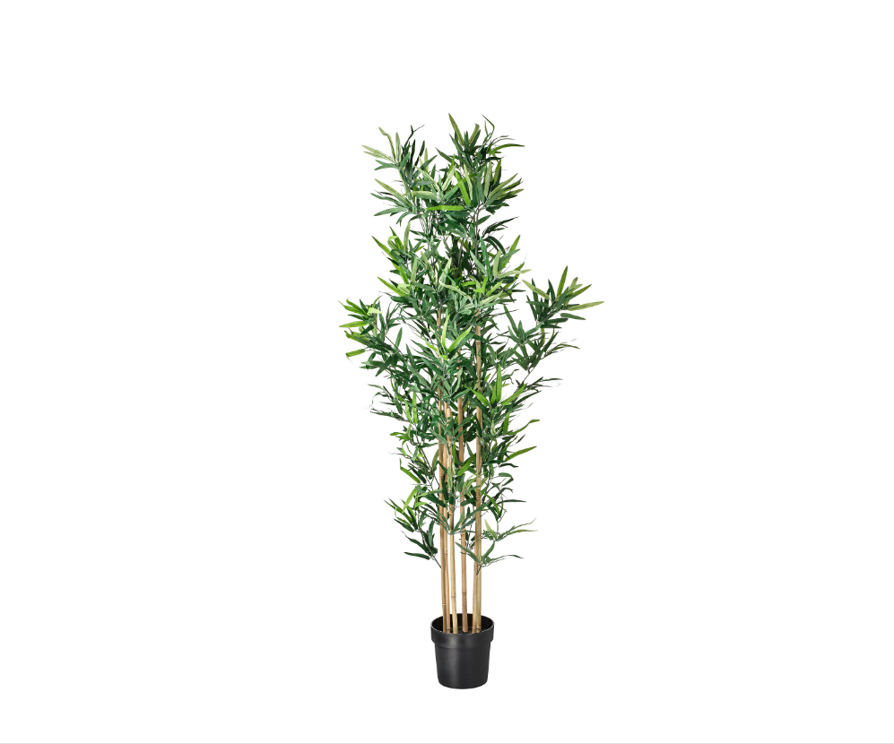 Bamboeplant (1).png