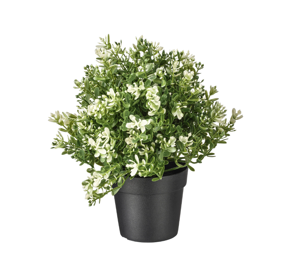 Miniplant (3).png